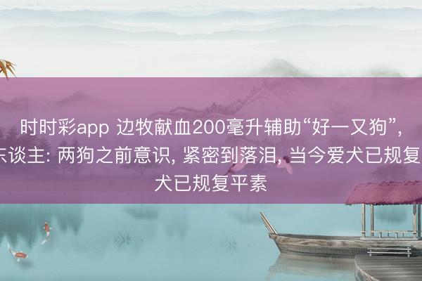 时时彩app 边牧献血200毫升辅助“好一又狗”， 主东谈主: 两狗之前意识， 紧密到落泪， 当今爱犬已规复平素